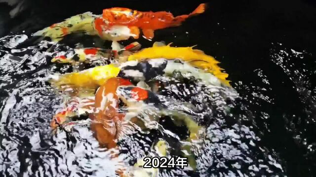 2024年,锦鲤附体,4星座横财意外到手,福运助力,事业腾飞