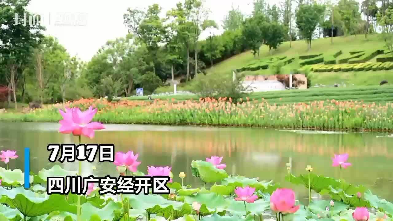 30秒 | 四川广安深广人才公园荷花惊艳一“夏”