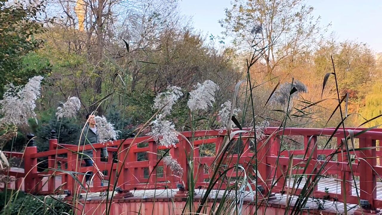 大连植物园芦苇,看看美不美