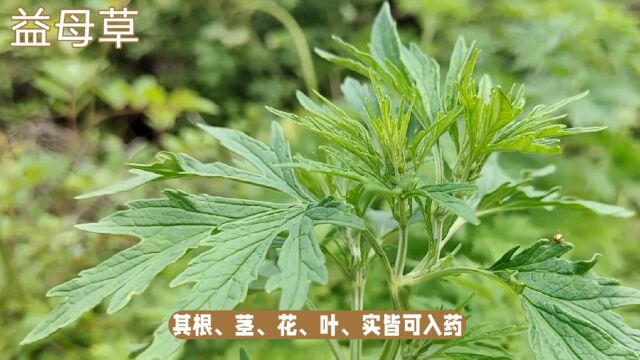 益母草:女性守护者,好处多多,快来看看!