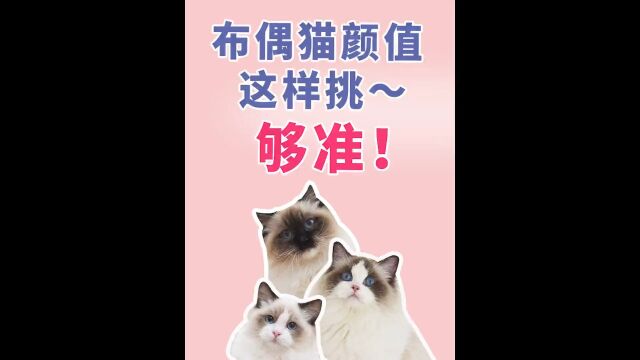 布偶猫颜值这样挑!蓝双海双山猫重点色手套色布偶 #萌宠成精了