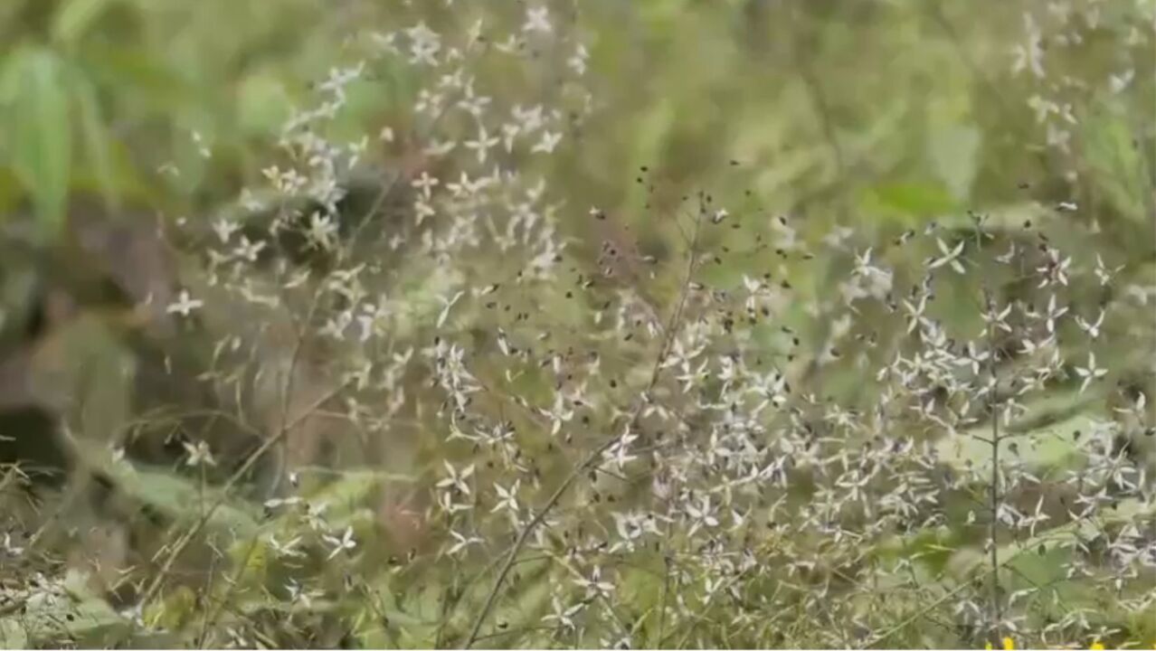 淫羊藿浑身是宝,可以全草入药,当地村民依靠种植淫羊藿增收致富