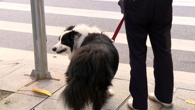 大学生免费“代遛狗”依旧热度不减,律师:双方应明确相关责任界定