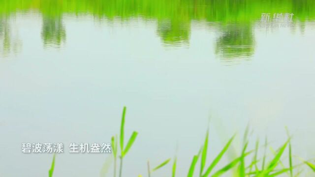 千城胜景|河北乐亭:滦河两岸家乡美