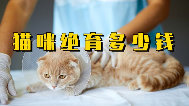 猫咪绝育需要花费多少钱?看这篇就够了!