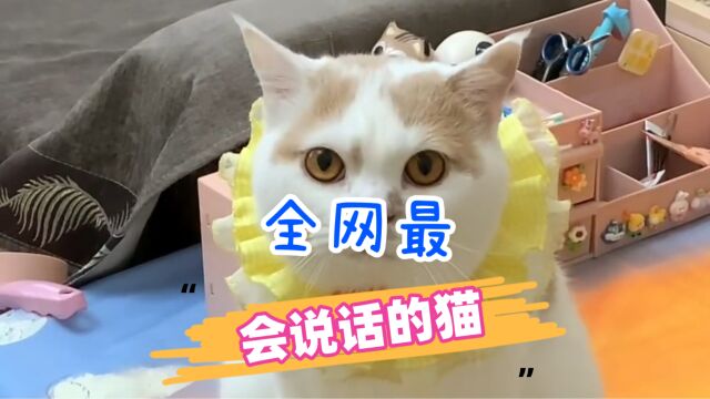 全网最会说话的猫!