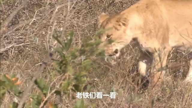 太神奇了……雄虎试图接近母狮交配,意外发生了,野生动物袭击!