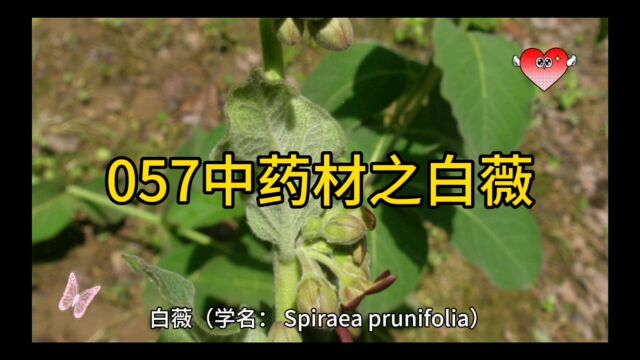 057中药材知识分享之白薇