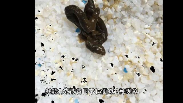 猫粮品牌推荐 从低温烘焙,粗蛋白、致敏性等六个维度出发