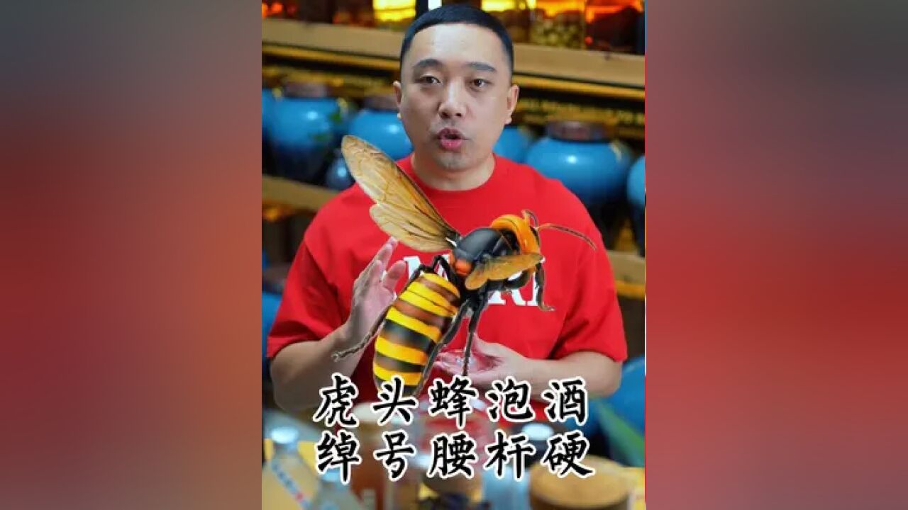 虎头蜂泡酒,绰号腰杆硬,男人的快乐谁能懂?#虎头蜂 #金环虎头蜂 #泡酒 #养生酒 #泡酒好材料