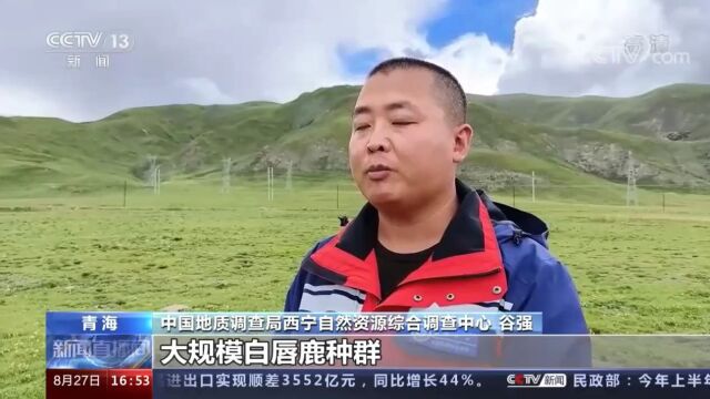 青海:近百头国家一级保护动物白唇鹿现身三江源