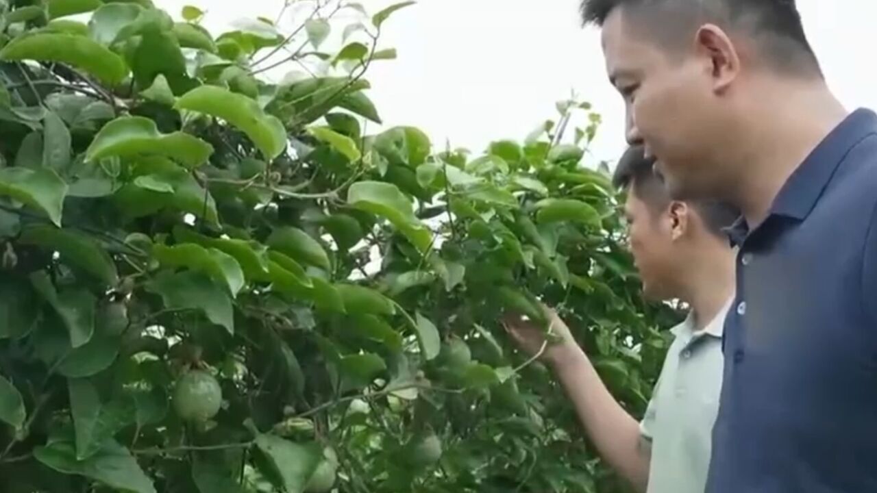 只要转手一卖,就能让百香果每斤多卖几元,有人从中赚到百万财富