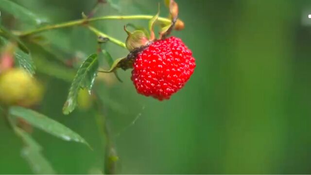 后河:神奇的“动植物基因库”