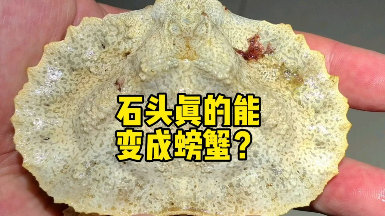 石头能变成螃蟹?有趣的石头蟹了解一下