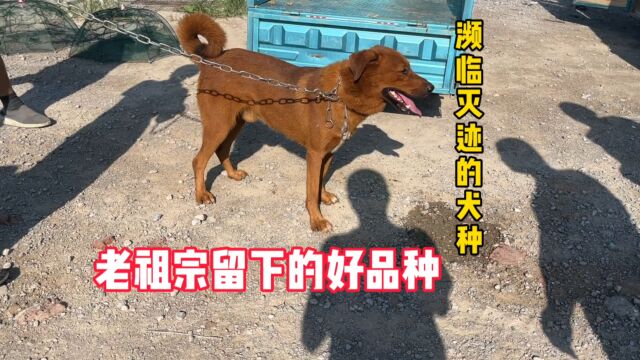 遇老祖宗留下的犬种“北方大笨狗”5000多年历史,即将灭绝