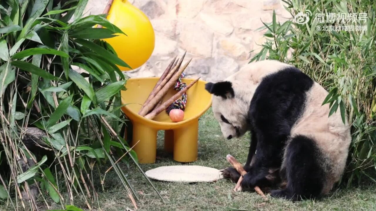 炫完笋接着炫苹果,丫丫最新视频来了