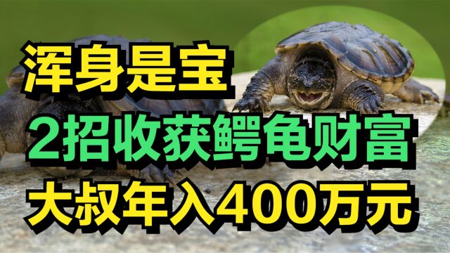 胆大的大叔养鳄龟,2招破解鳄龟财富密码,年收入高达400万元!