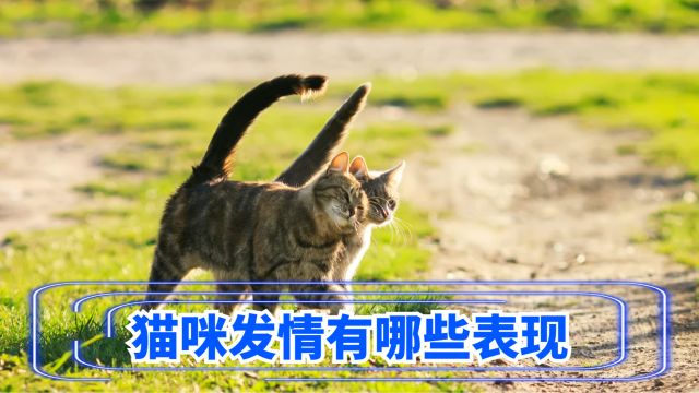 猫咪“发情”的5个表现,不妨了解一下!