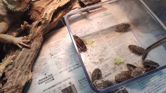 3只浑身肉刺凶悍鬃狮,能吃掉20只杜比亚,馋得我都想油炸一盘.