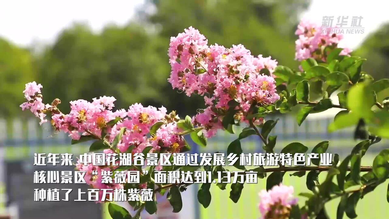 湖南茶陵:紫薇竞相开放