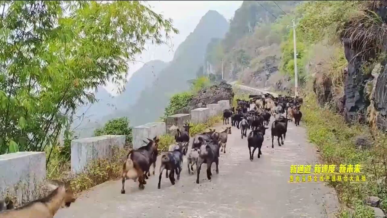 新通道 新速度 新未来丨马山:以“马”为名 “羊”名四方