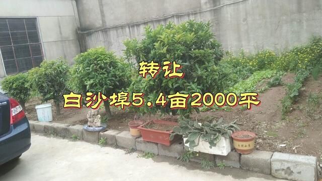 白沙埠5.4亩厂房出租转让 钢结构2000平左右 檐头5米 4间二层小楼 6间平房 位于工业园内 位置优越 报价280万