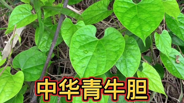 进山遇到一颗野生植物中华青牛胆,又称宽筋藤,你知道它的用处吗