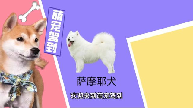 【萌宠驾到】萨摩耶犬有什么特征?萨摩耶犬性格怎么样?