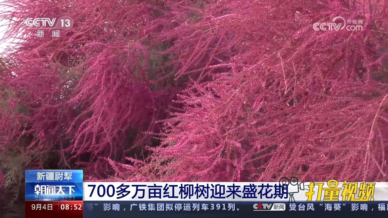 新疆尉犁700多万亩红柳树迎来盛花期,把大地装点的色彩斑斓