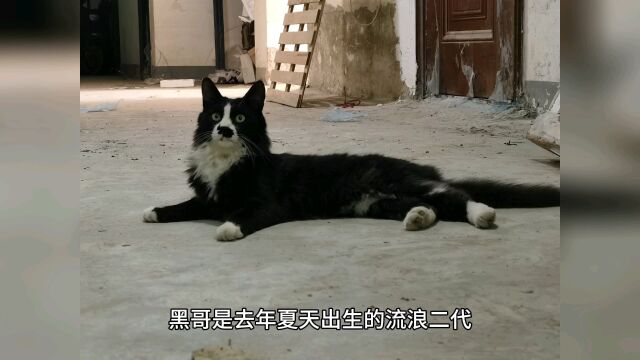 讲讲黑哥的故事吧