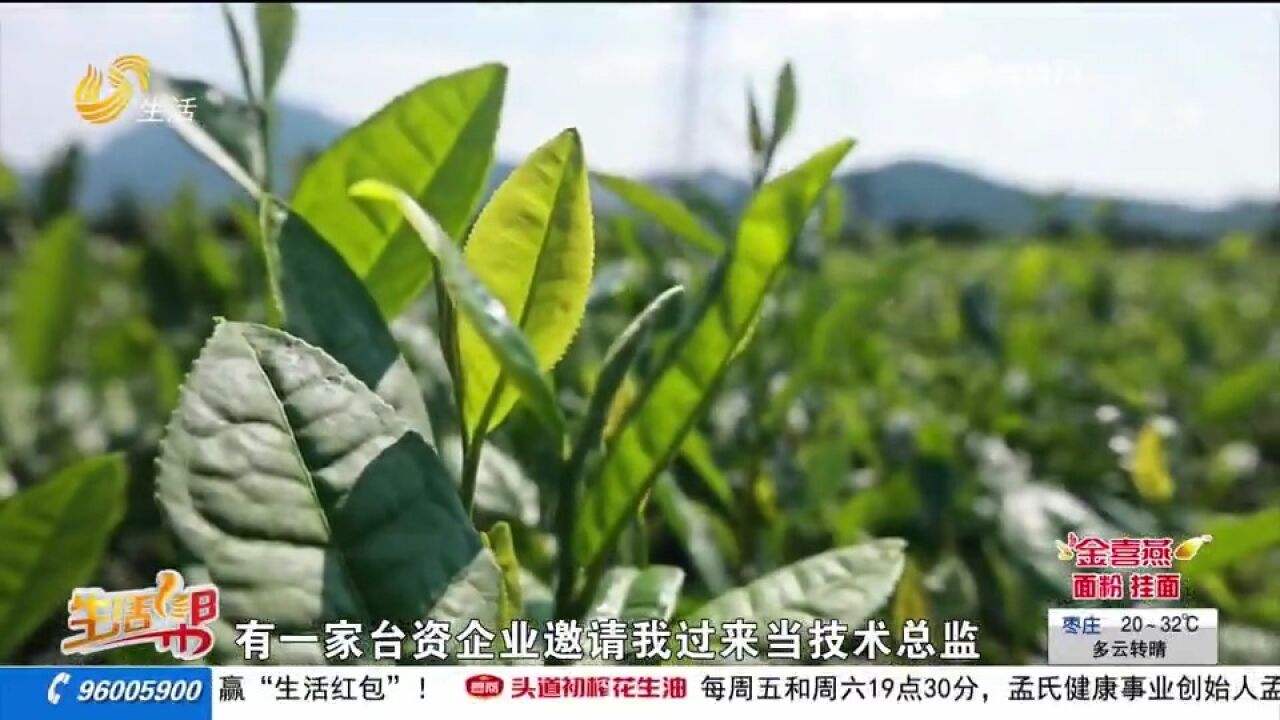 专注日照茶叶研发16年,“阿里山”茶师情定日照,让茶叶香飘两岸