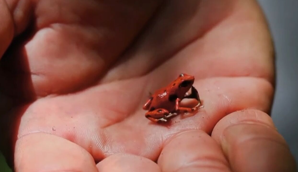 箭毒蛙碱是已知的毒性最强的毒素之一,能够引起麻痹和死亡