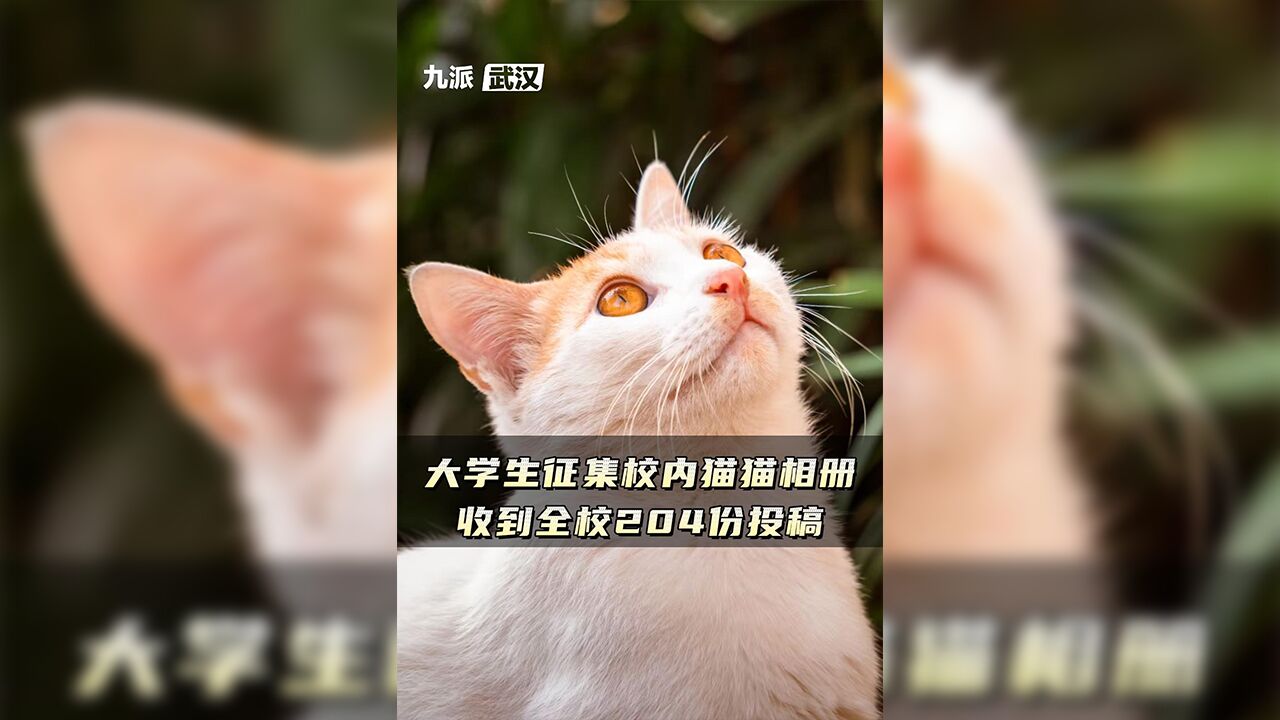 大学生征集校内猫猫相册:收到全校204份投稿