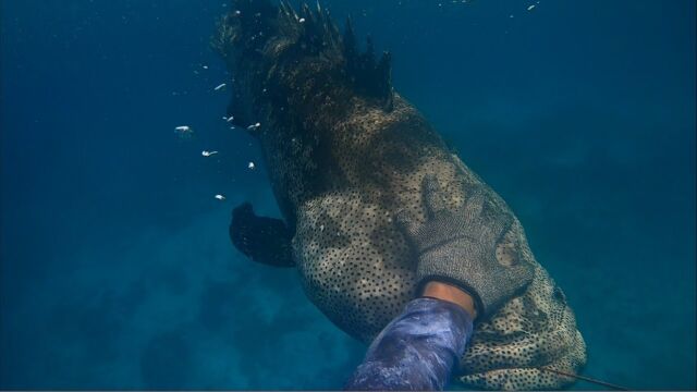 国外赶海潜水猎鱼,高手浮潜猎杀石斑鱼,超二十斤的老虎斑被拿下