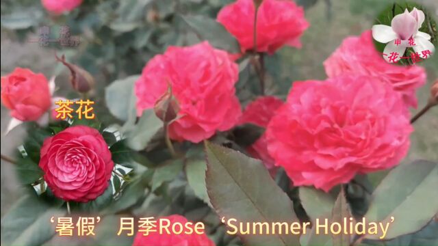 '暑假'月季Rose'Summer Holiday'