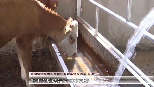 玉门:产业多元绽放 绘就乡村振兴锦绣画卷