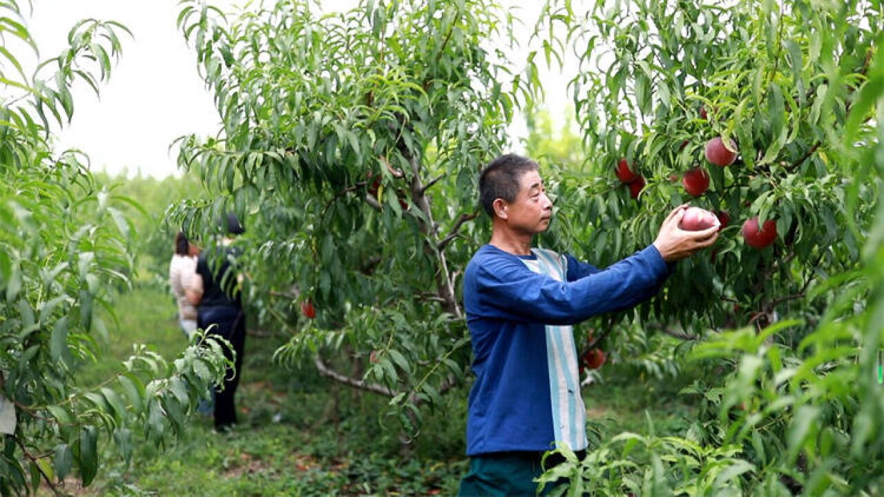 广饶:“网红村”甜桃喜丰收 日销千余斤