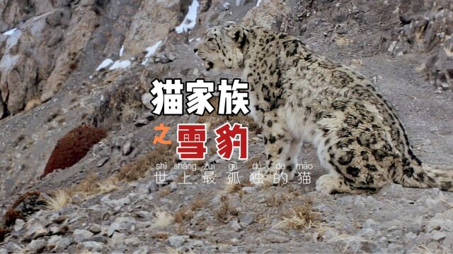 猫家族之雪豹,世上最孤独的猫