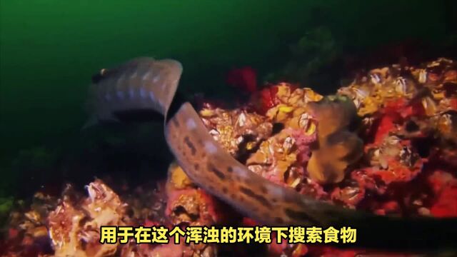 1000米的深海生物拥有独特的生理适应性