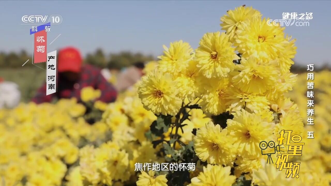 菊花在我国种植历史悠久,品种已多达七千多种,哪些品种能入药?