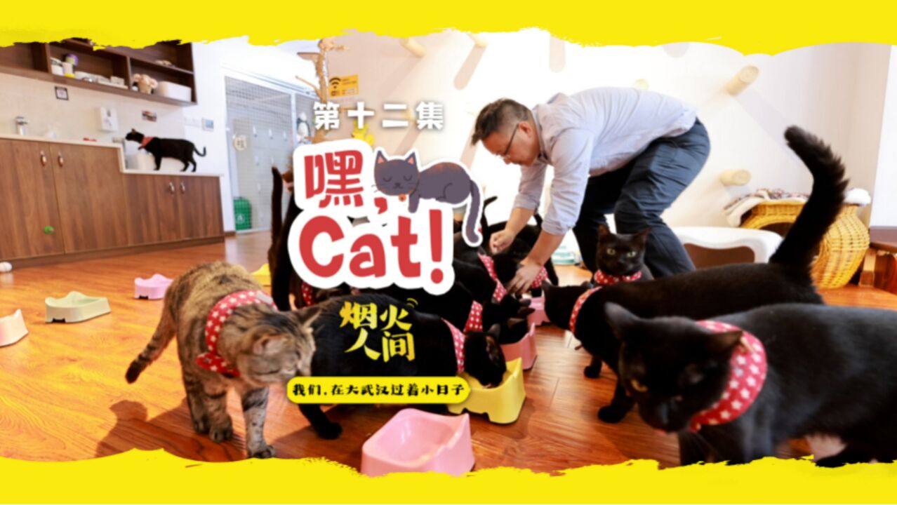 嘿,Cat!