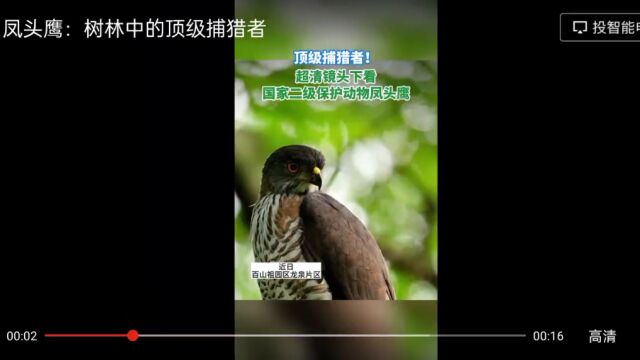 凤头鹰:树林中的顶级捕猎者