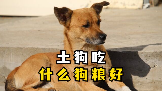 土狗吃什么狗粮好?