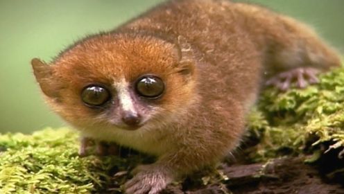 眼睛的进化让哺乳动物夜视能力越来越好！眼镜猴的眼几乎与头等大!