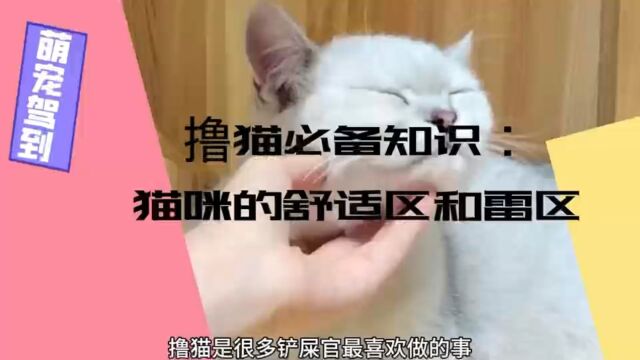 【萌宠驾到】撸猫必备知识:猫咪的舒适区和雷区