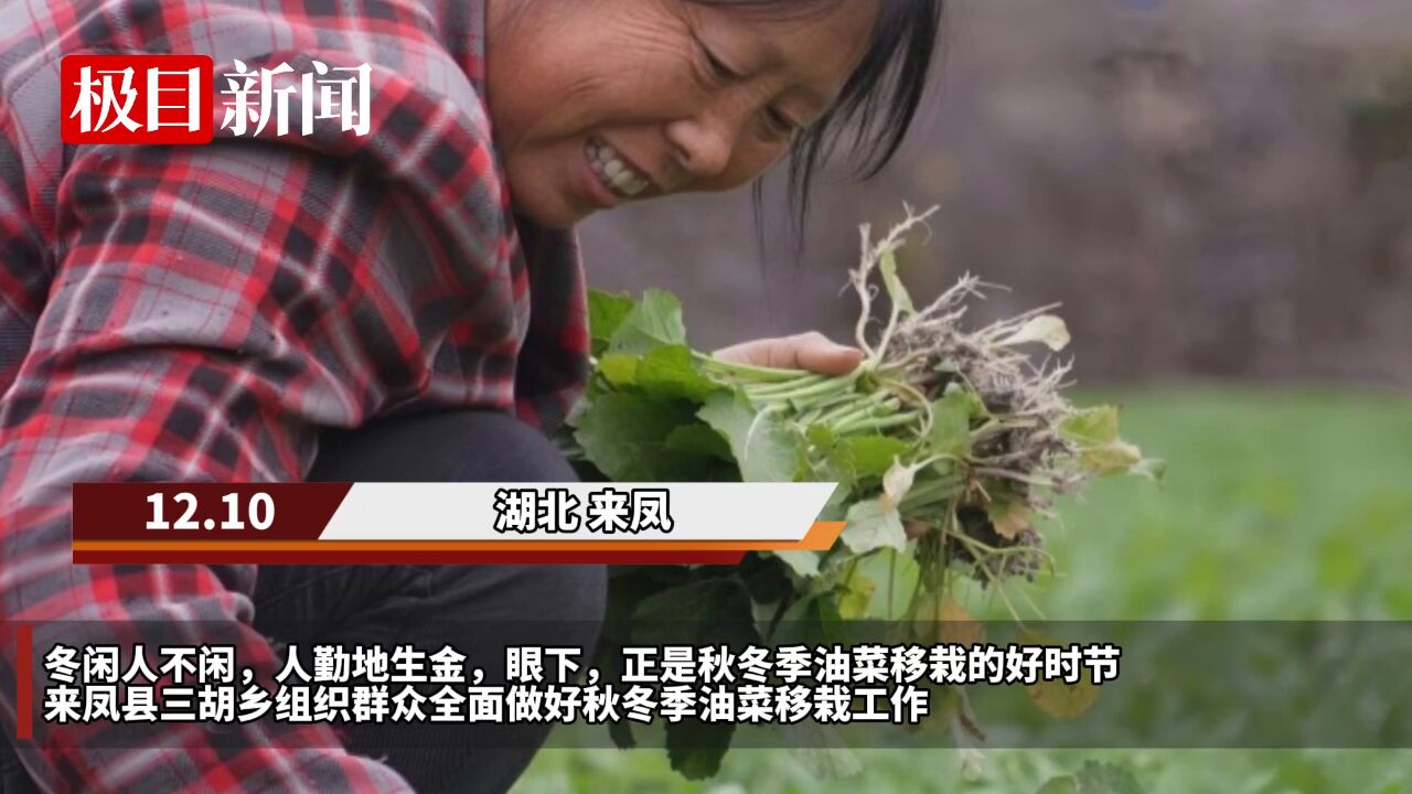 【视频】湖北来凤:油菜种植正当时,待到来年花海见