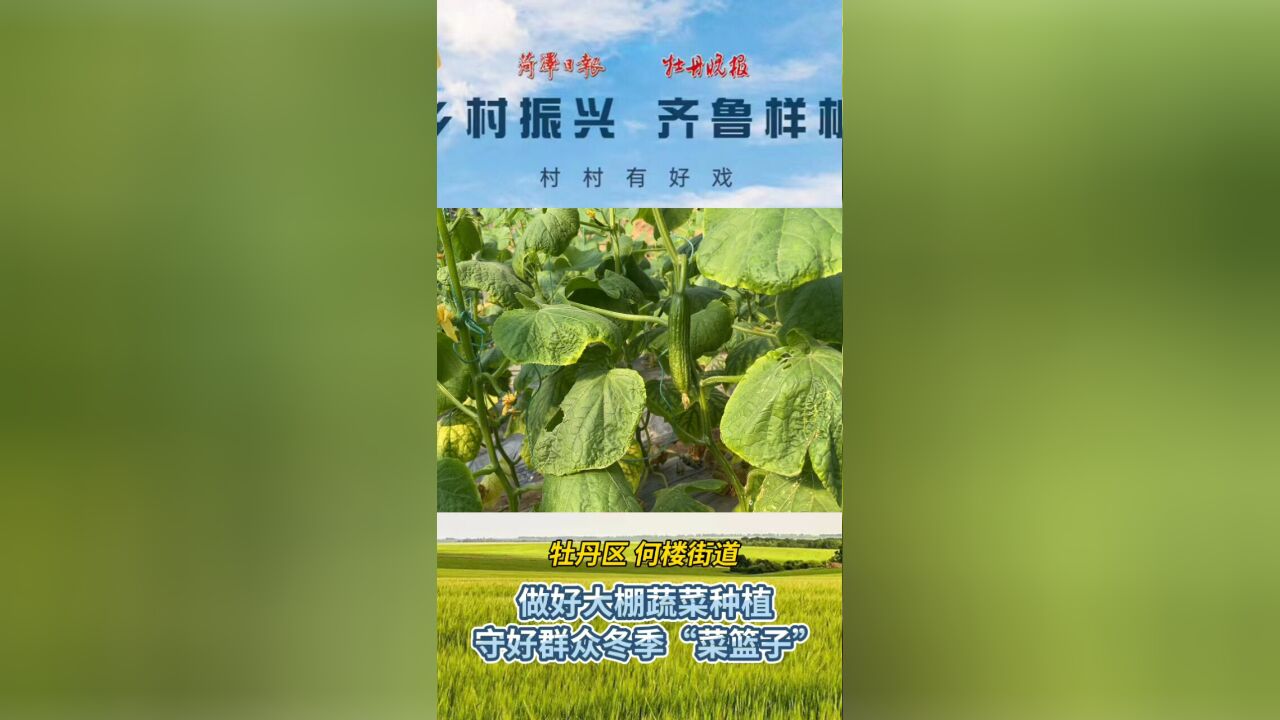 牡丹区何楼街道:做好大棚蔬菜种植 守好群众冬季“菜蓝子”