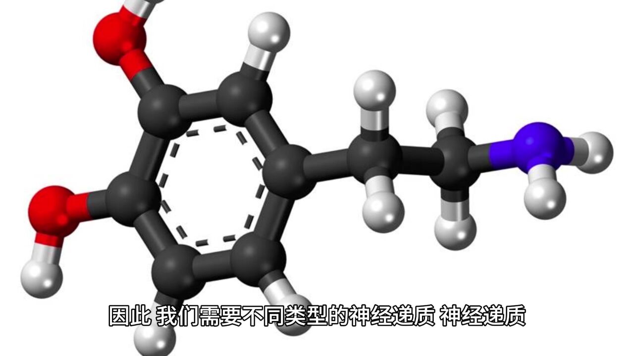 口袋心理学小课堂——神经系统