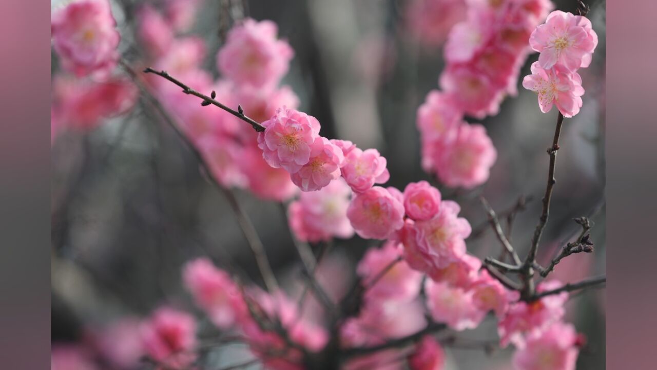 新田:春风送暖 梅花盛开