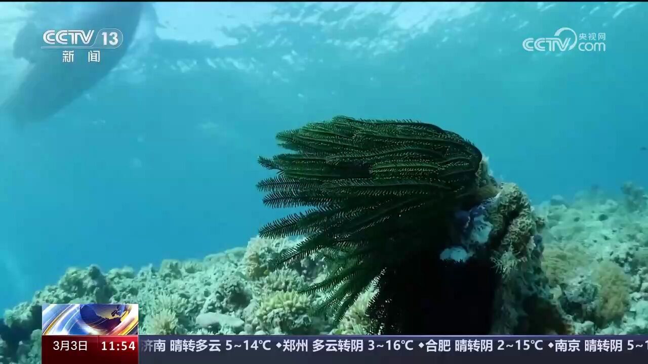 世界野生动植物日 人工繁育珊瑚见成效 海底重现勃勃生机